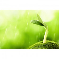 PAPIER GERMINATION 160g/m² Ø 90MM x 100