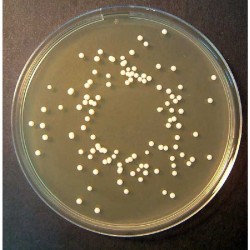SABOURAUD CHLORAMPHENICOL GELOSE MILIEU x 500G