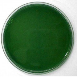 CITRATE DE SIMMONS GELOSE MILIEU x 500G